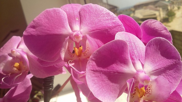 flower