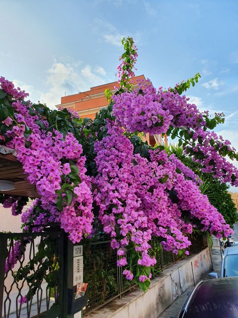 Fiori