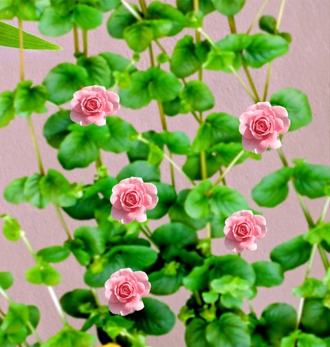 тапети houseplant, flowerpot