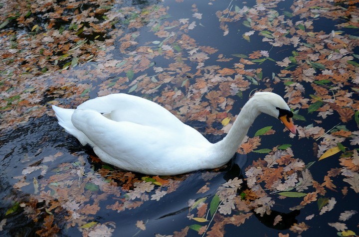 Water_bird