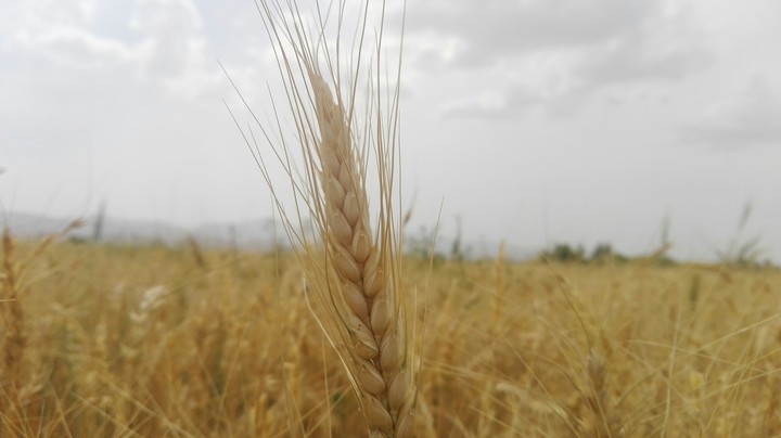 گندم/ Wheat