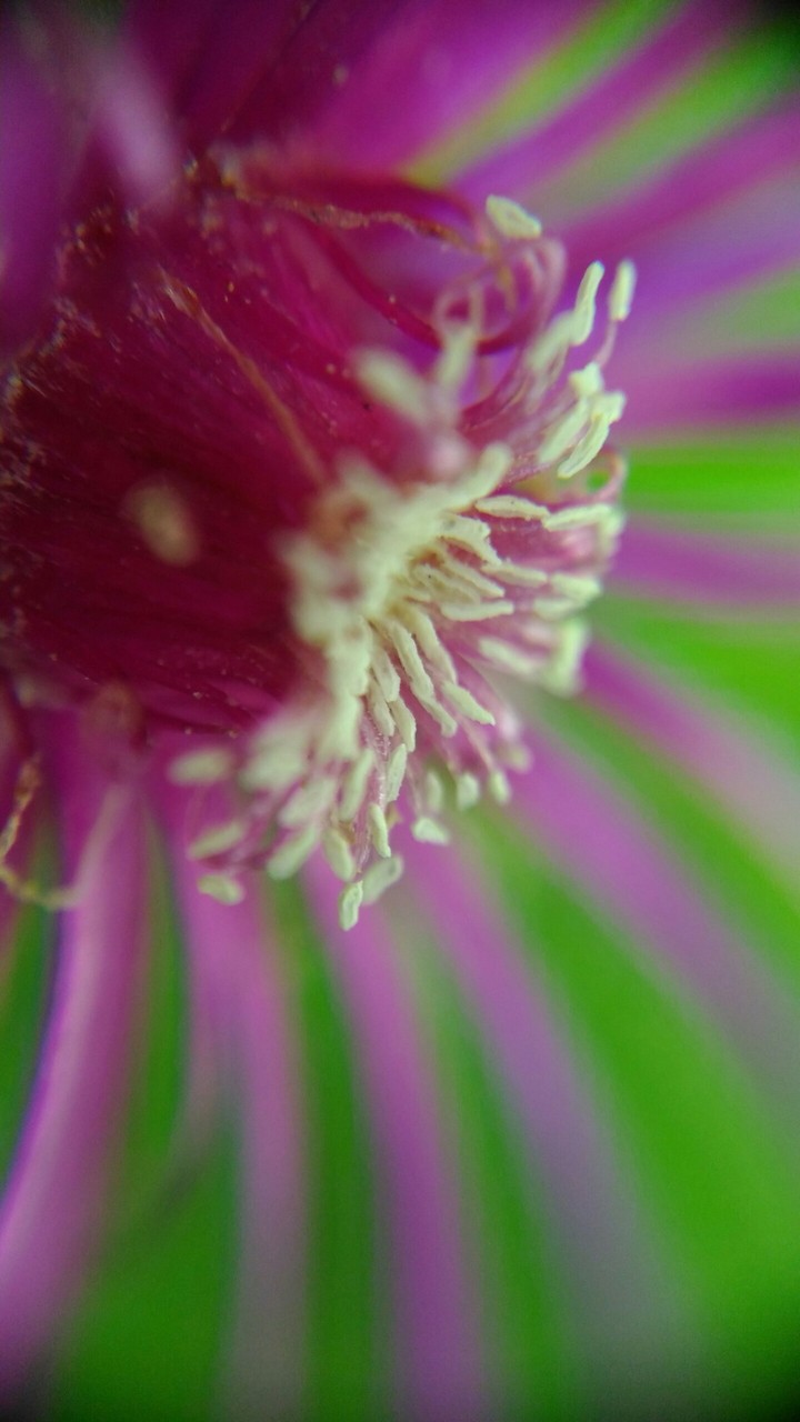 Lyon flower