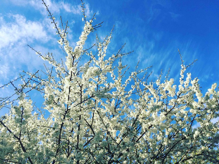 spring