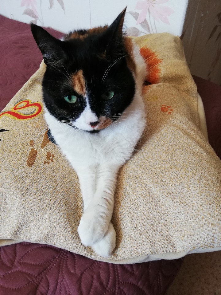 cat