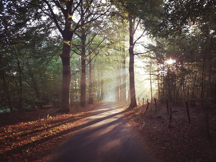 Autumn Woods