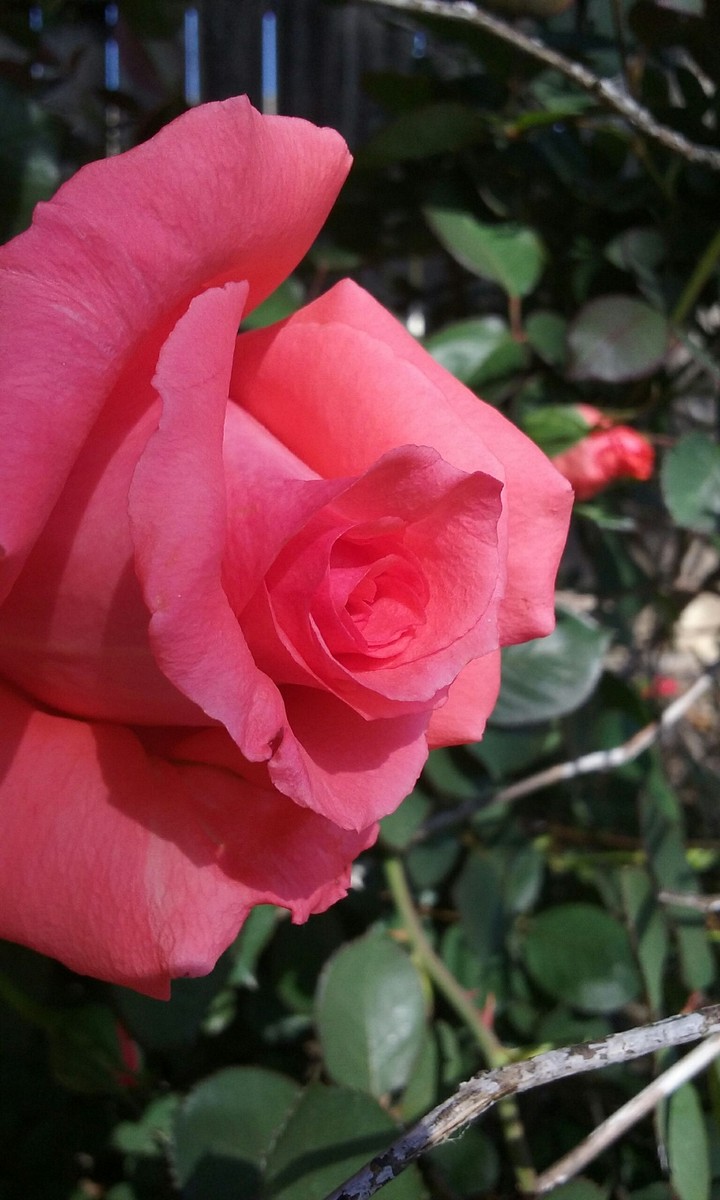 rose