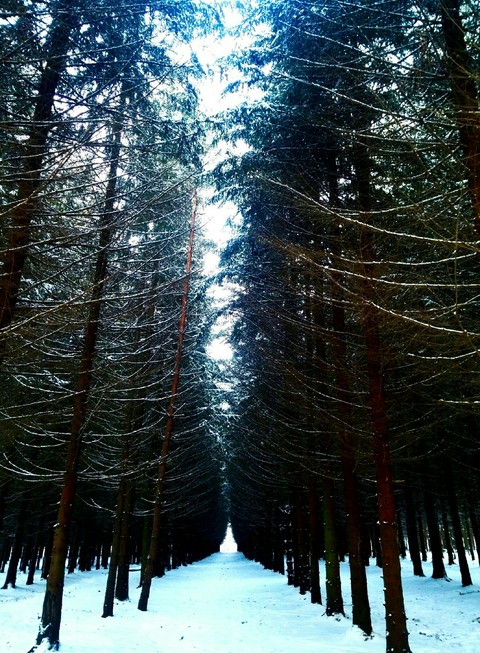 Forest in winter