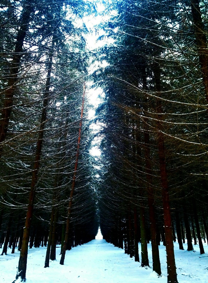 Forest in winter