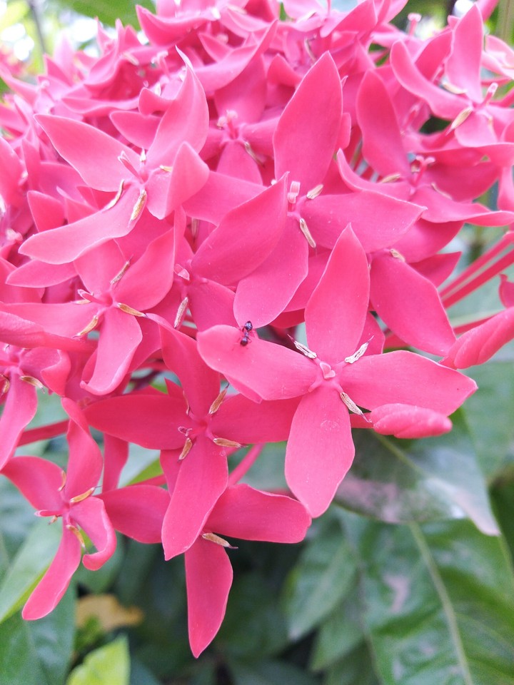 red flowers