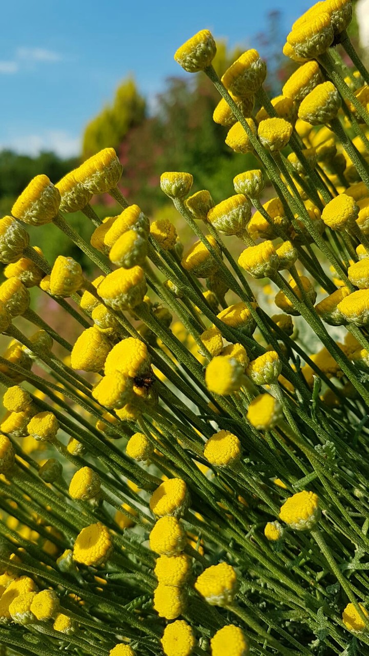 Yellow flower