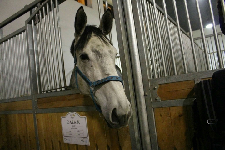 horses