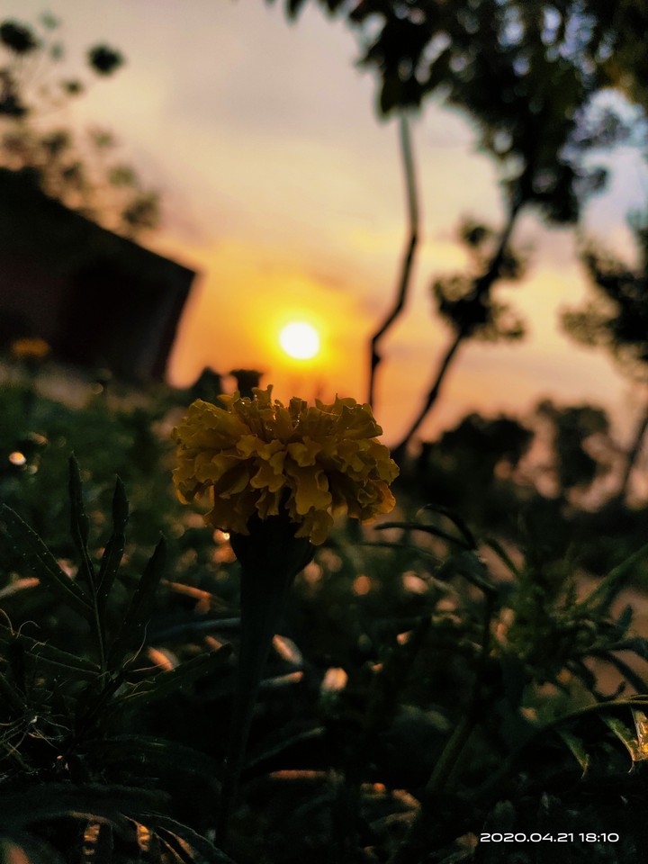 flower