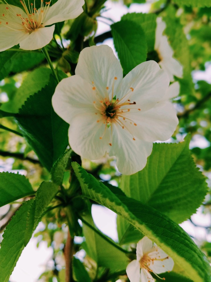 Cherry