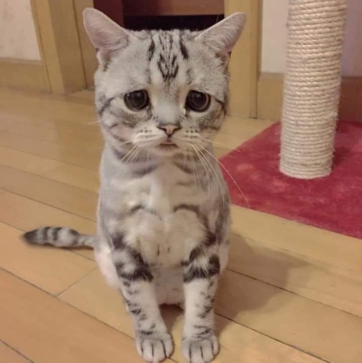 chaton...