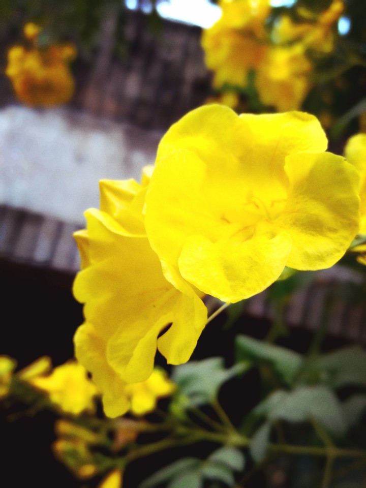 yellow