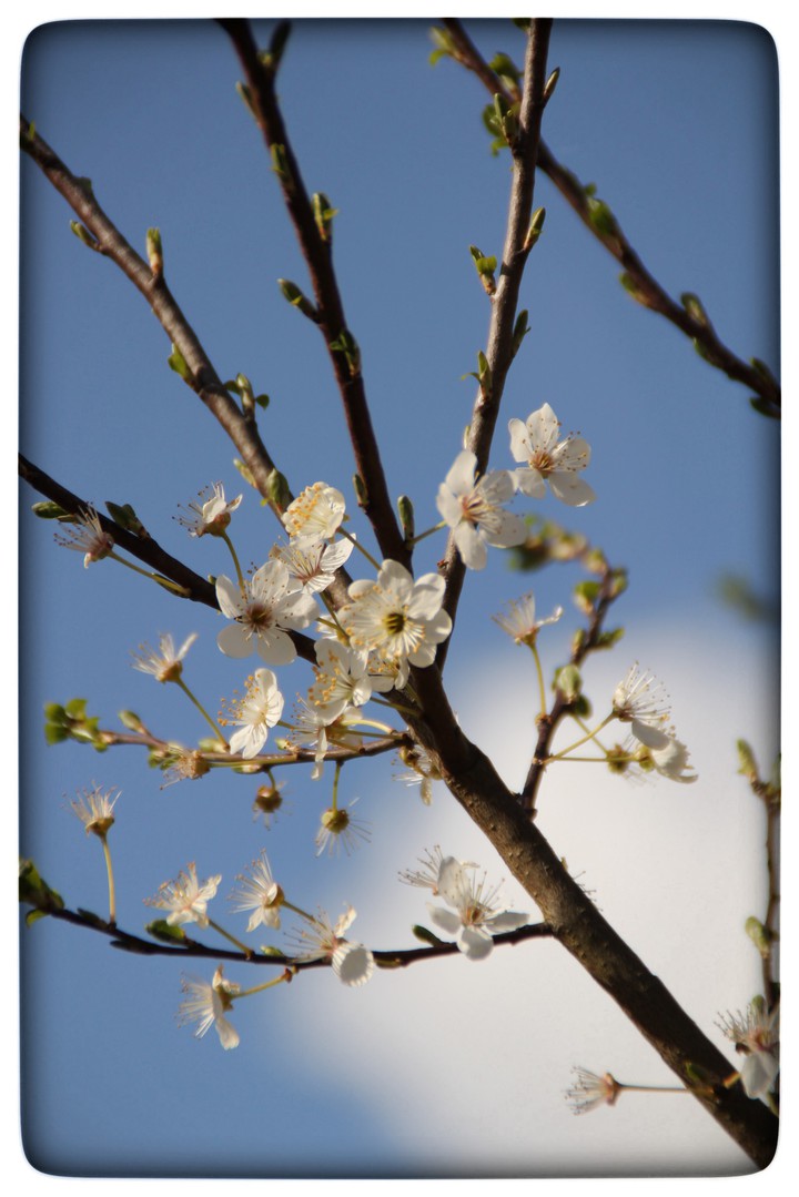 blossom