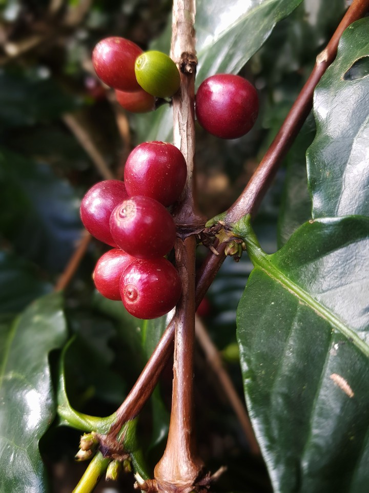 coffee bean