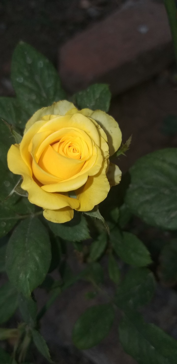 Roses