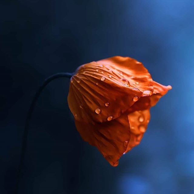 flower ...