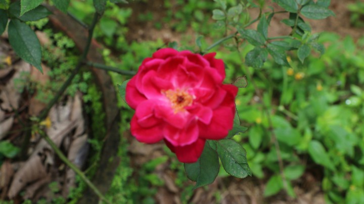 rose