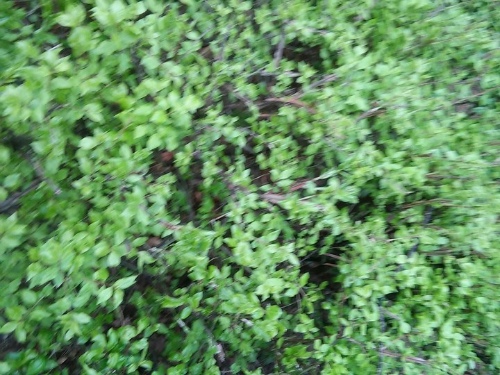 풀잎