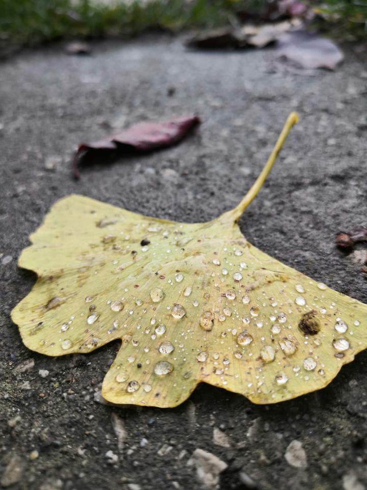 Ginko