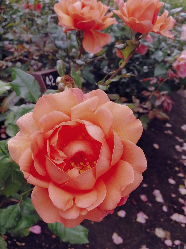 Beautiful Roses