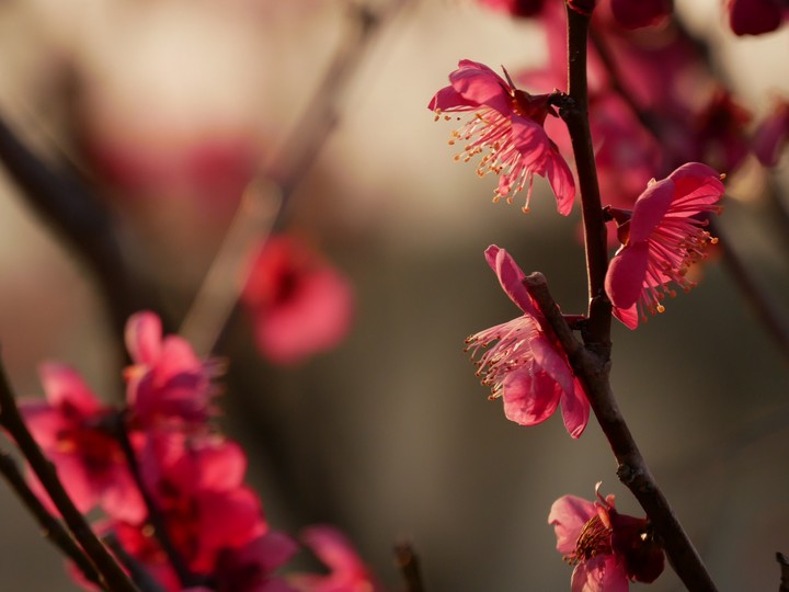 plumblossom