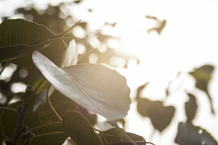 Sunrise Leaves