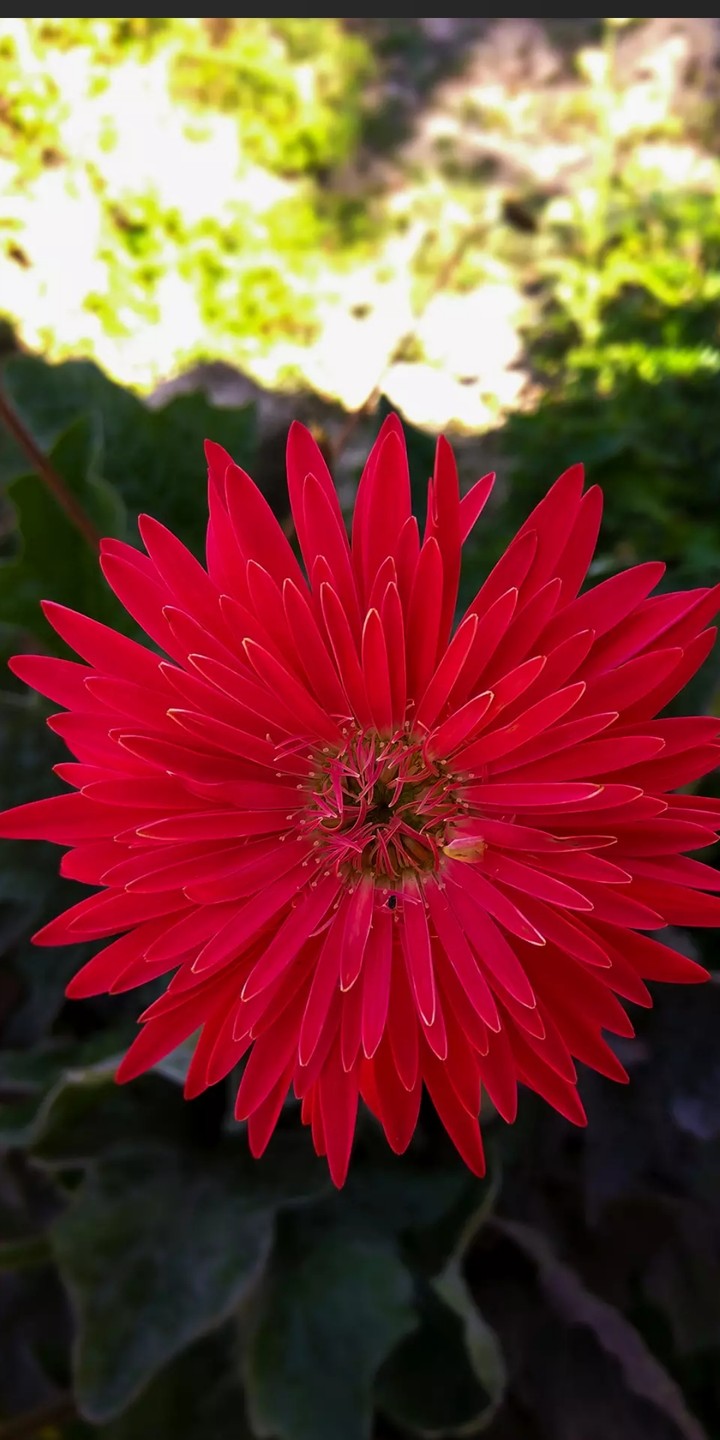 red flower
