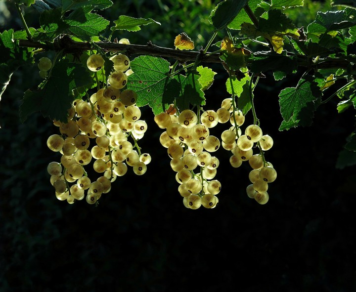 White currant