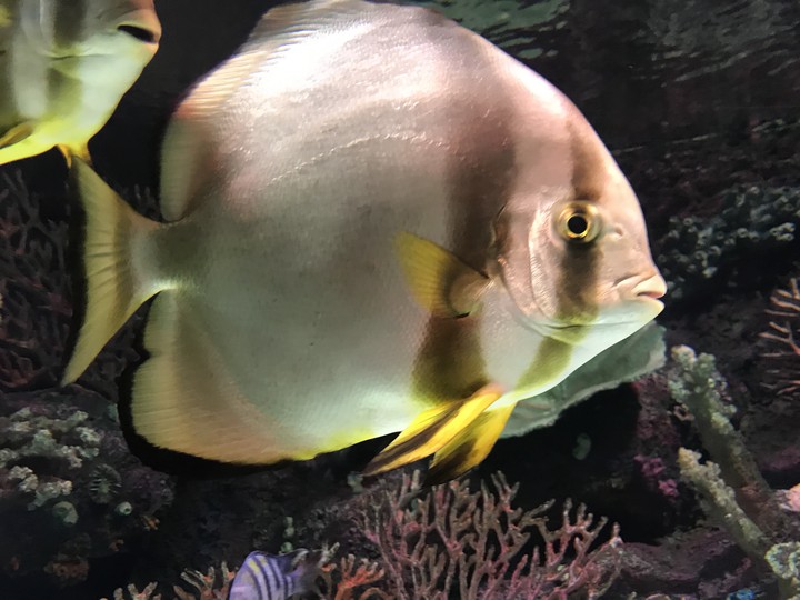 fish