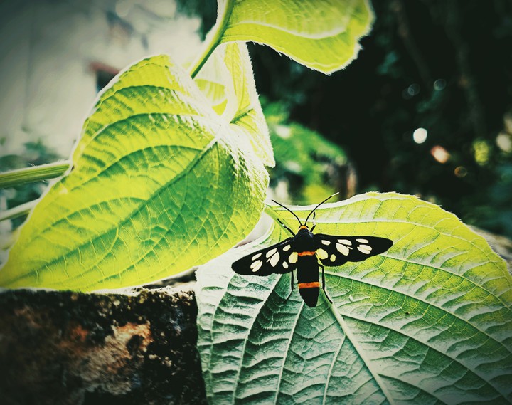 nature is beautiful