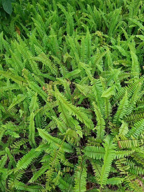 hình nền groundcover, botany