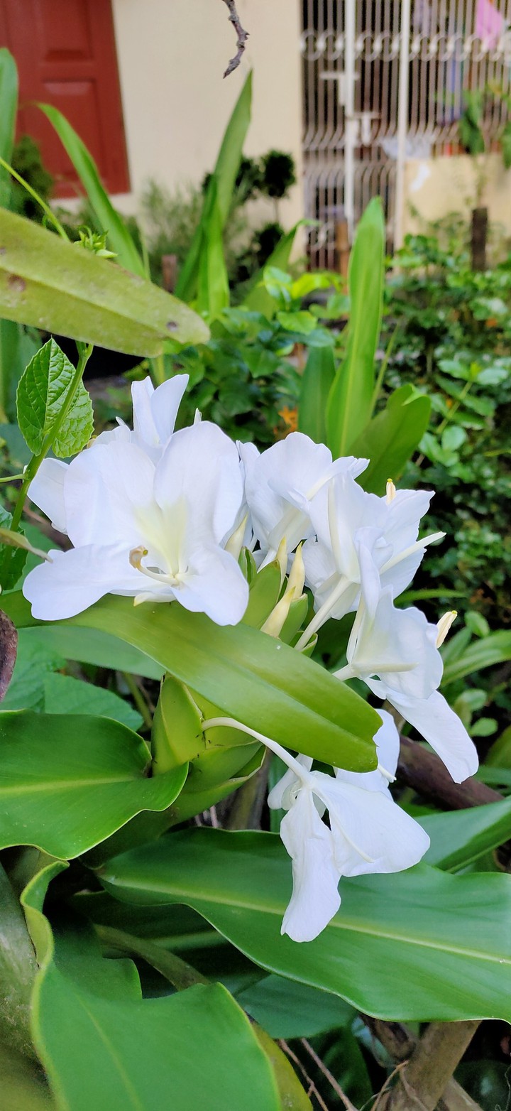 Rocker Flower