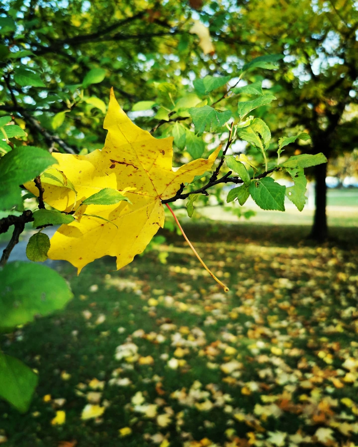 #autumn #fall #goldenleaves#nature