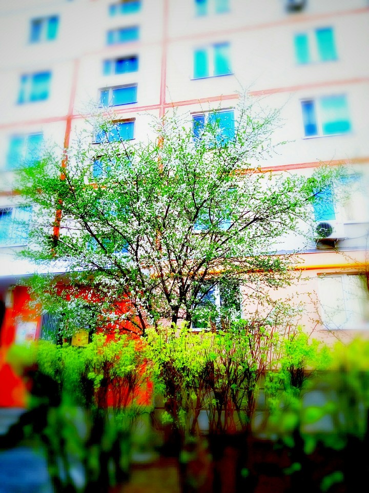 spring
