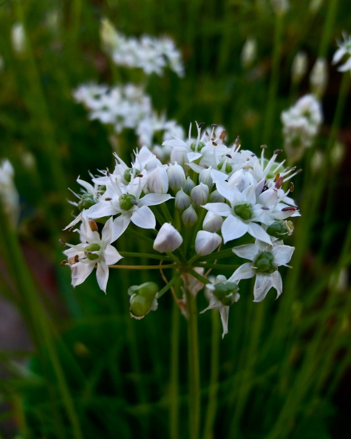 flower love