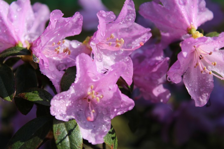 rododendron