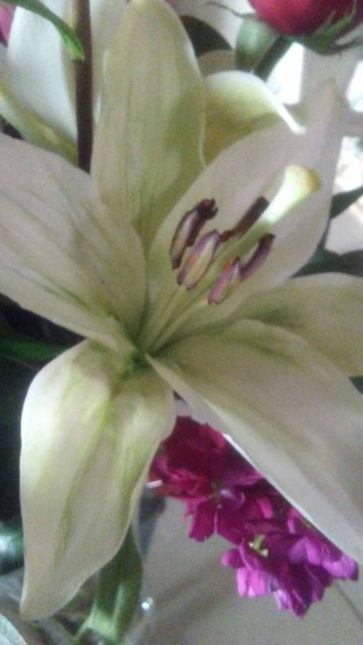 tiger lily