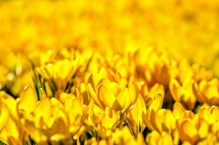 Yellow flowers