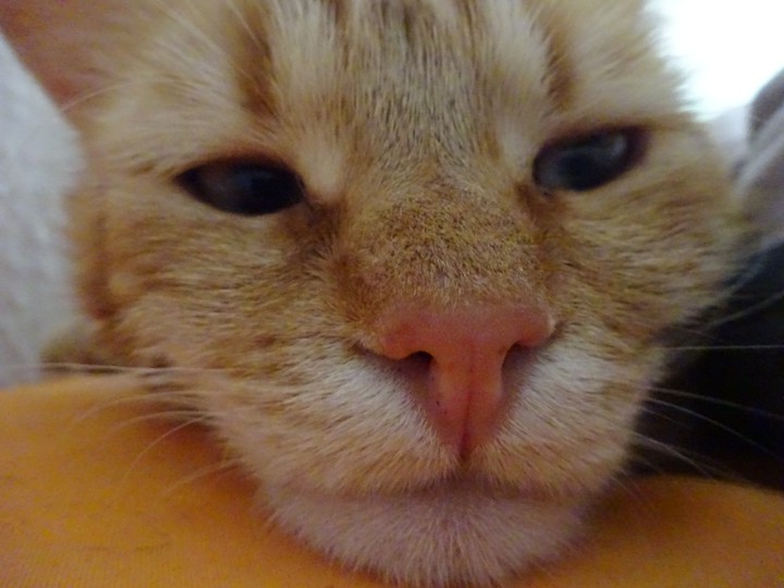 Mau
