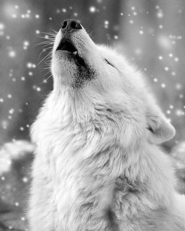 wolf
