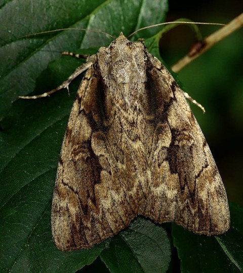 fondos de pantalla arthropod, pest