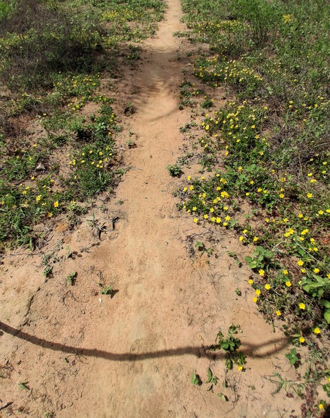 tapety soil, herb