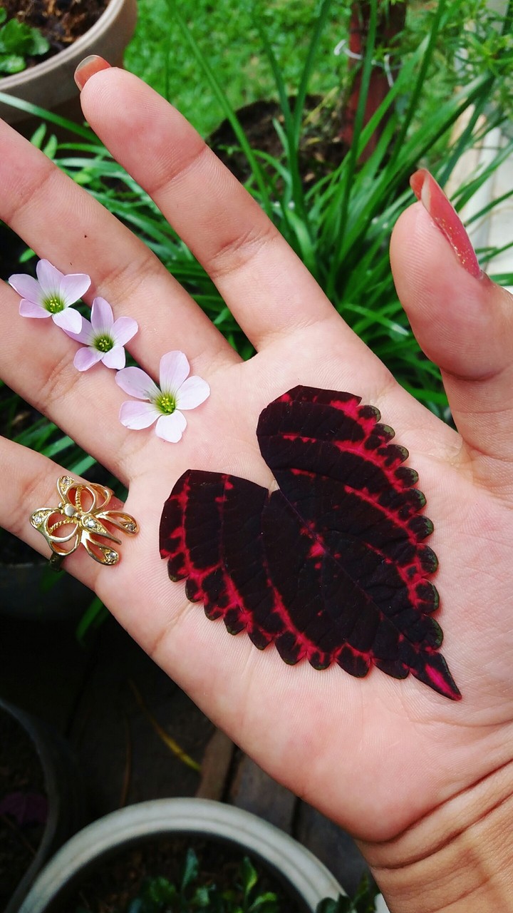 heart in my hand
