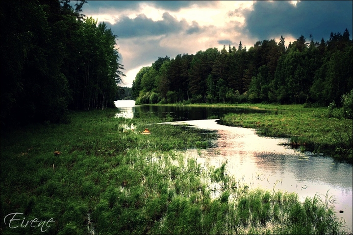 Forest lake