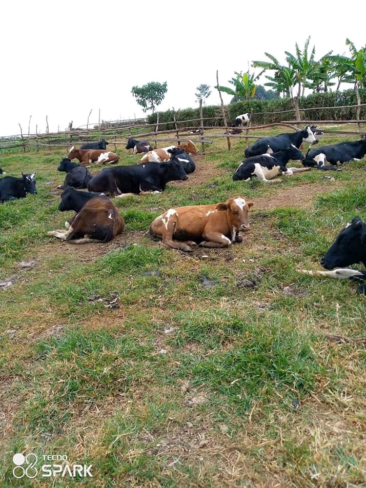 kapchorwa  Uganda