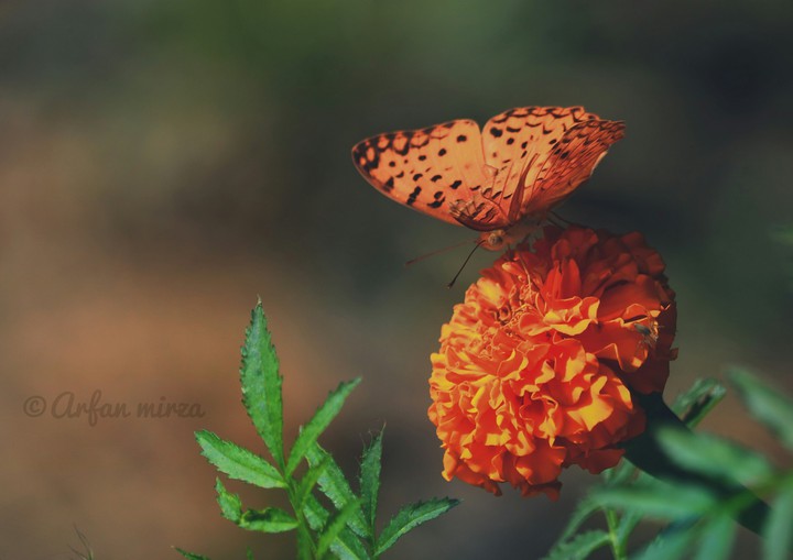 প্রজাপতি