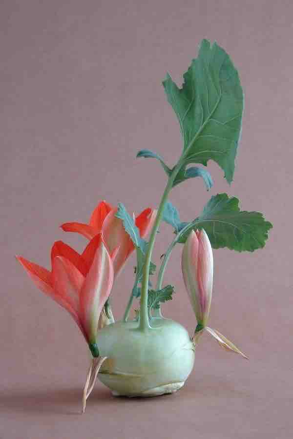 Blooming vegetable